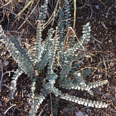 Astrolepis cochisensis