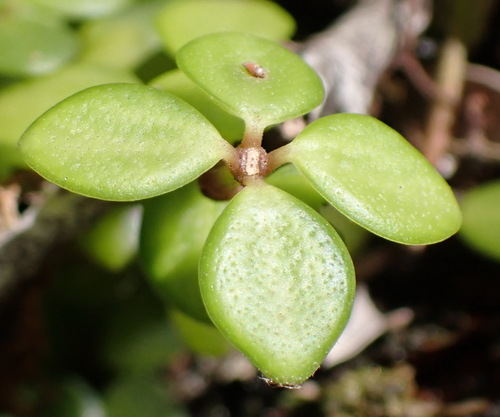 acorn peperomia (Peperomia tetraphylla)