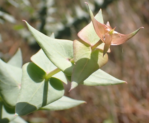 Heartleaf Falsepea (Polygala fruticosa)