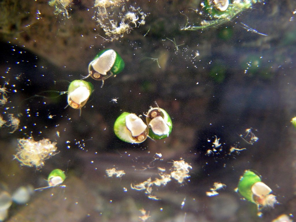 Moapa Pebblesnail