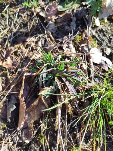 Sticky Catchfly (Viscaria vulgaris)