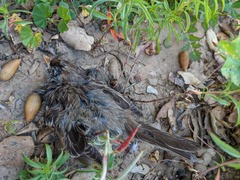 Zonotrichia leucophrys