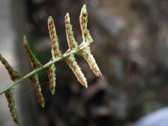 Blechnum zeelandicum