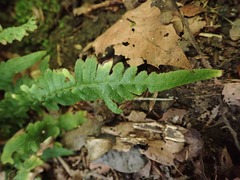 Blechnum zeelandicum
