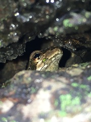 Hyla japonica