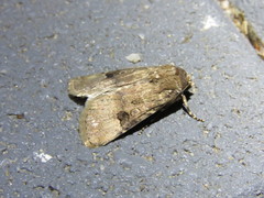 Agrotis poliotis