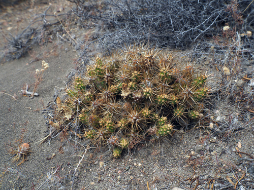 Maihueniopsis darwinii