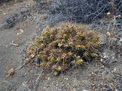 Maihueniopsis darwinii