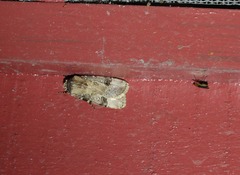 Agrotis poliotis
