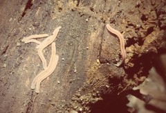 Gosodesmus claremontus