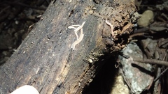 Gosodesmus claremontus