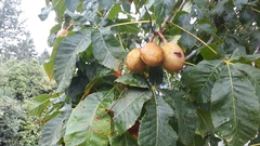 Aesculus indica