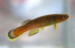 Flame Rivulus photo 1