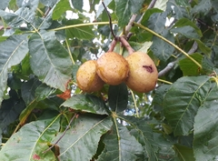 Aesculus indica