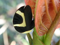 Membracis celsa