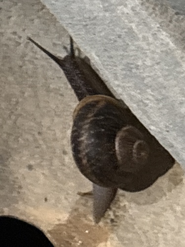 Cornu aspersum