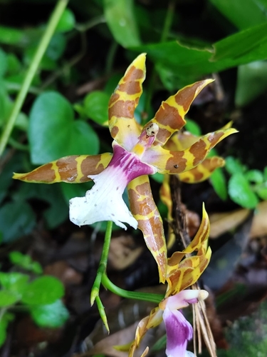 Miltonia clowesii, photograph 4