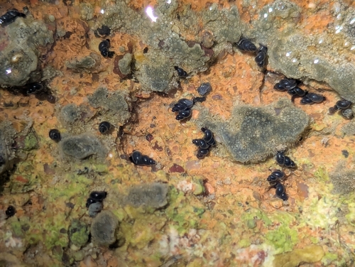 Quitabaquito Tryonia