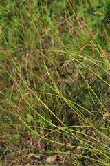 Carex laevissima