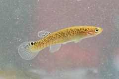 Flame Rivulus photo 2