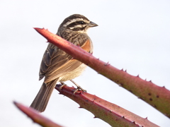 Emberiza capensis