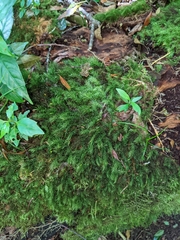 Pyrrhobryum spiniforme