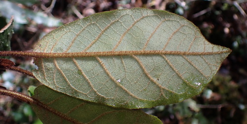 Onderbos (Trichocladus crinitus)