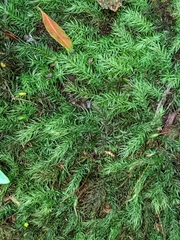 Pyrrhobryum spiniforme