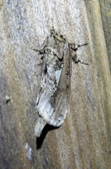 Allata indistincta