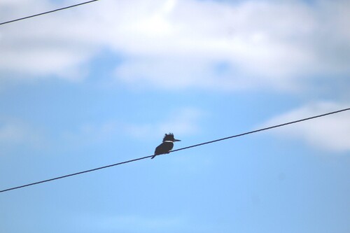 Belted Kingfisher photographed in Montana