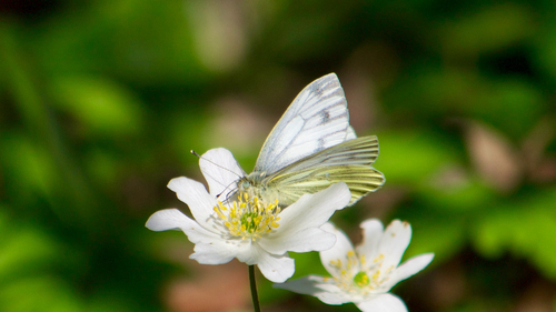 Green-veined white
