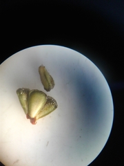 Lycopus laurentianus