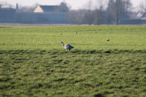 Grey Heron