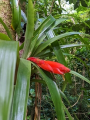 Guzmania nicaraguensis