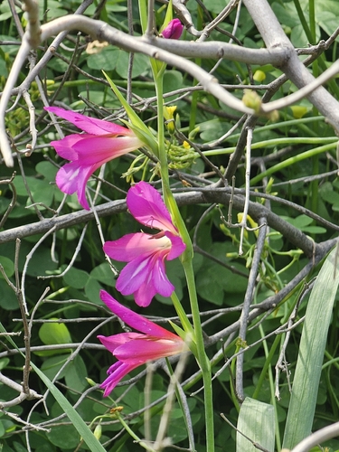 Italian Gladiolus (Gladiolus italicus)