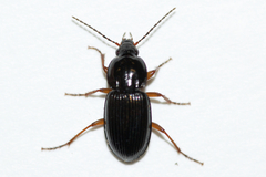 Pterostichus commutabilis