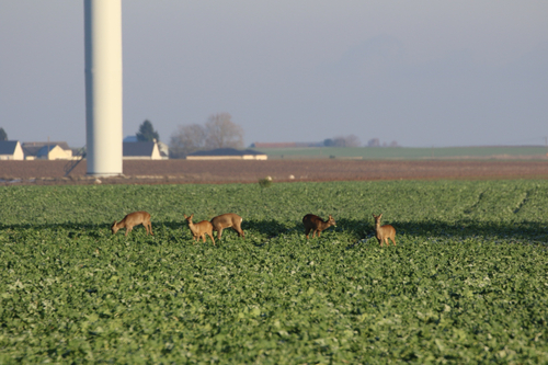 Western Roe Deer