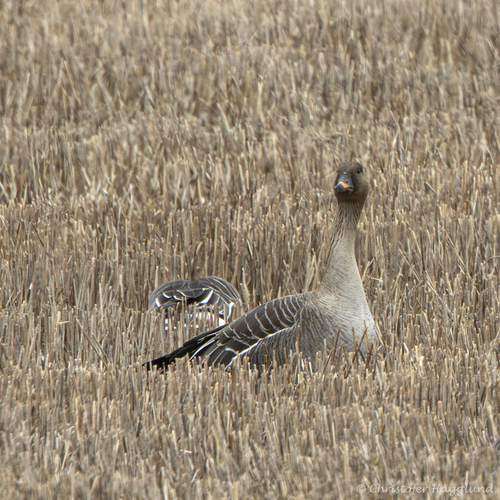 Taiga Bean Goose