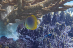 Chaetodon aureofasciatus