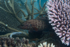 Cephalopholis cyanostigma