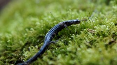 Plethodon richmondi