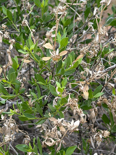 American Tarwort (Flourensia cernua)