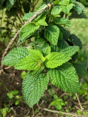 Stachytarpheta frantzii