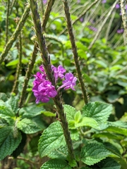 Stachytarpheta frantzii
