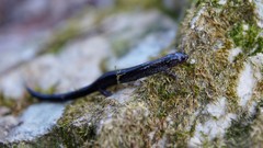 Plethodon richmondi