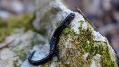 Plethodon richmondi