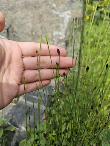 Branched Scouringrush (Equisetum ramosissimum)