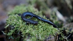 Plethodon richmondi
