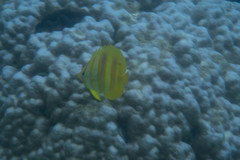 Chaetodon rainfordi