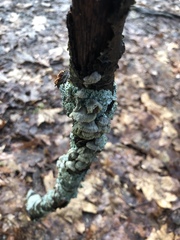 Schizophyllineae